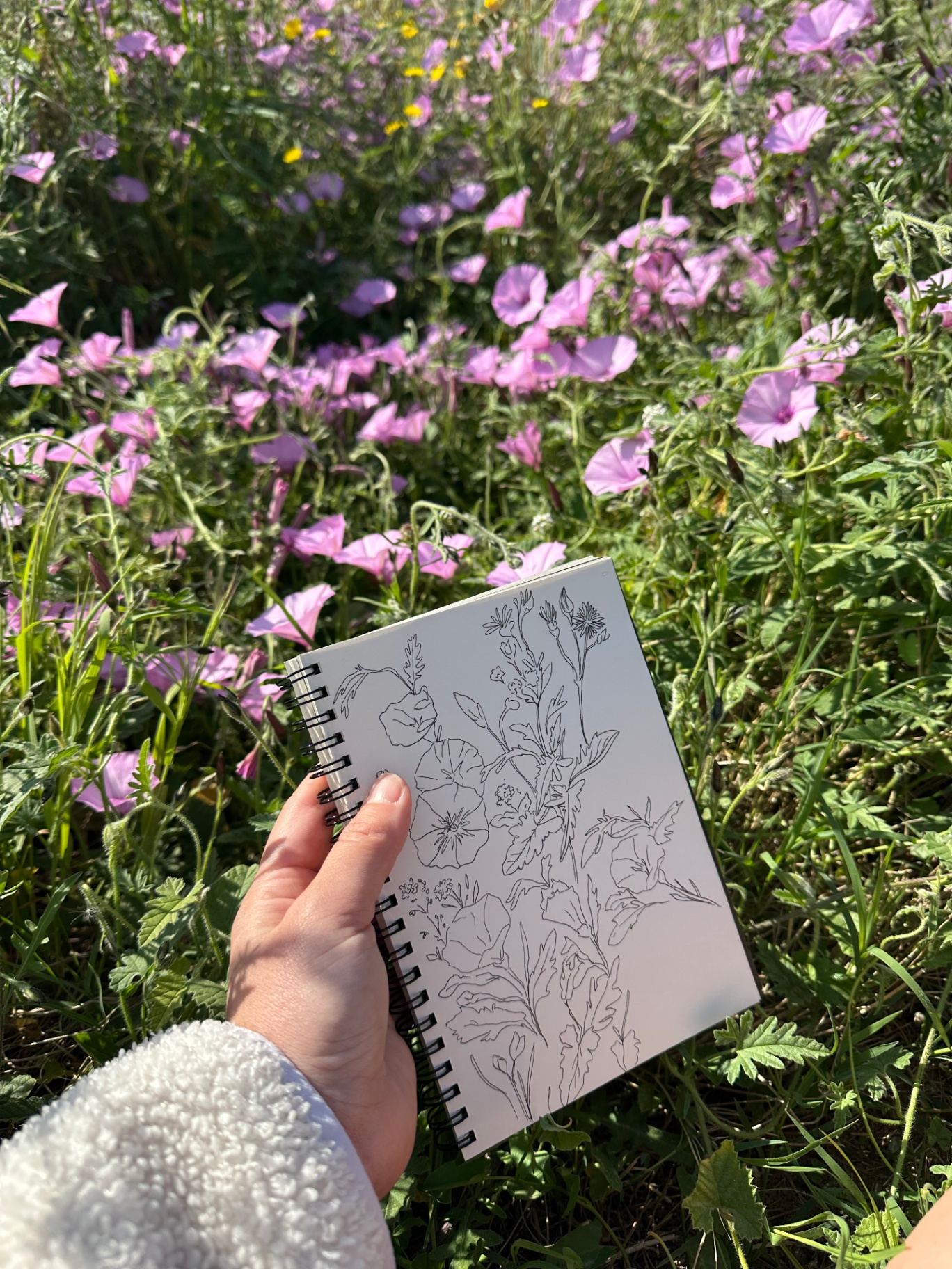 Hand holding a sketchbook with line drawing in front of pink wildflowers