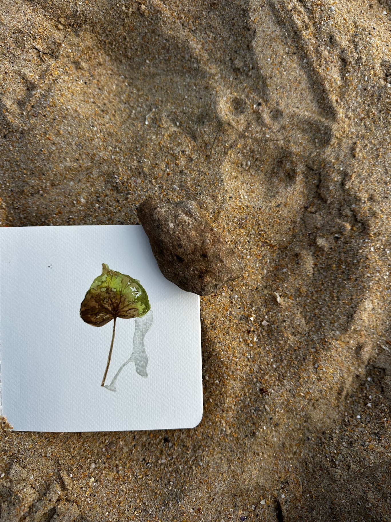 Watercolor leaf on paper resting on sand